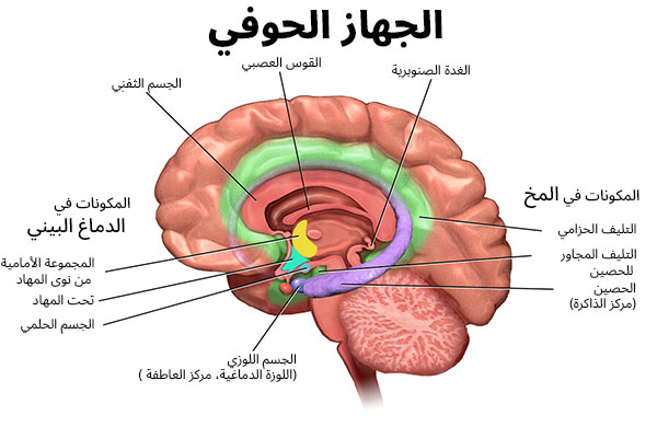 الجهاز الحوفي