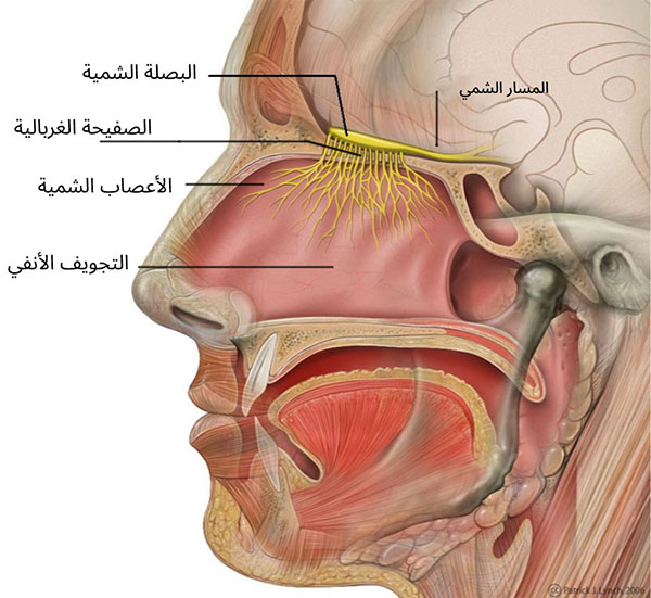 الجهاز الشمي
