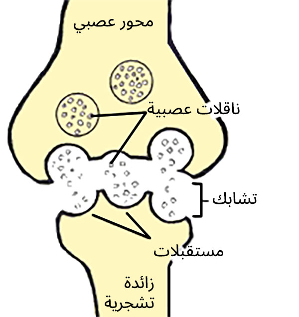 النواقل العصبية