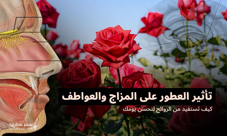 تأثير العطور على المزاج والعواطف وكيف تستفيد منها