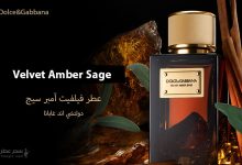 عطر Dolce&Gabbana Velvet Amber Sage مكونات العطر وسعره